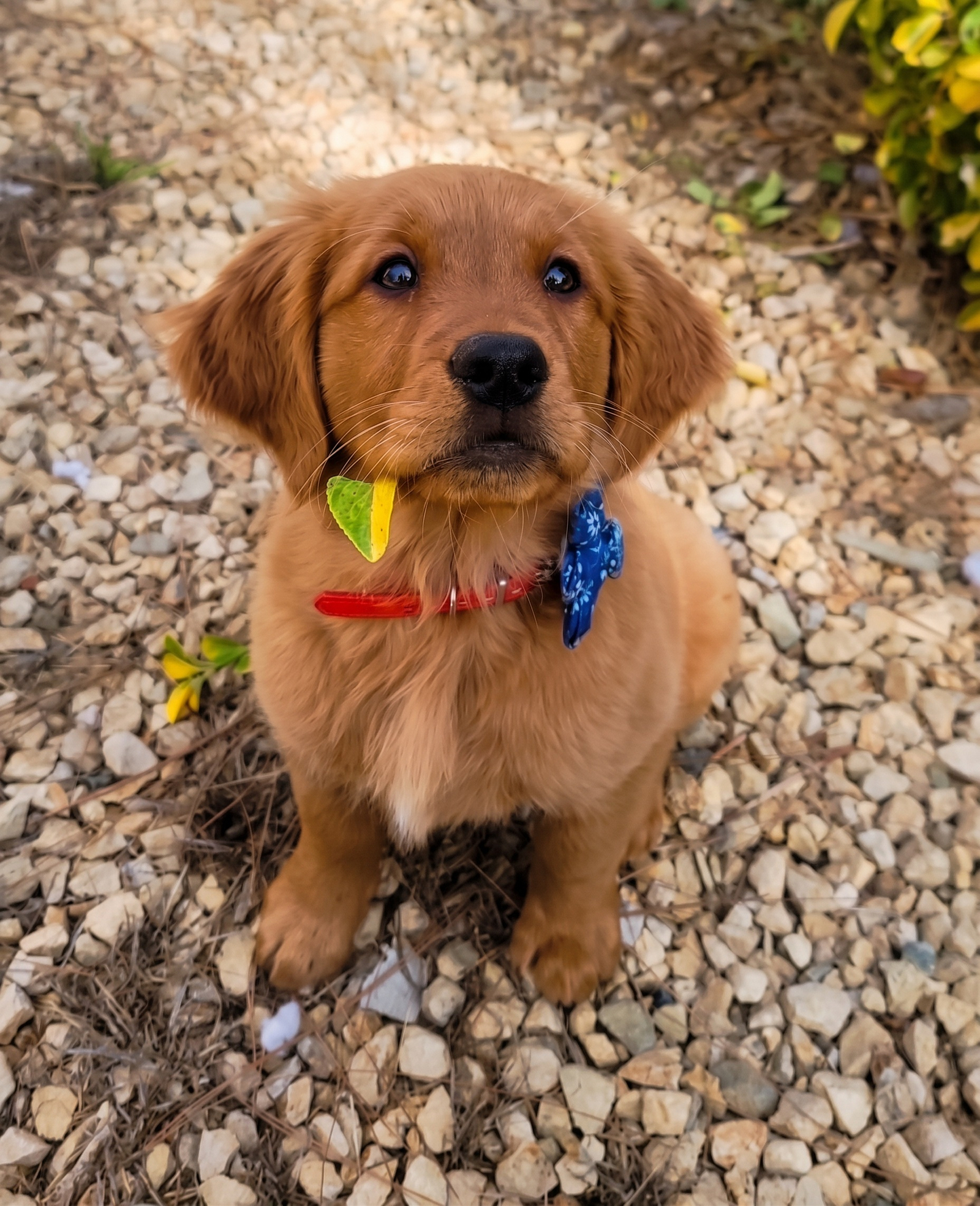 Caramel, our Golden Retriever, as a puppy