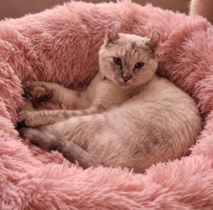 Ellie, our American Curl cat, curled up in a fluffy pink bed