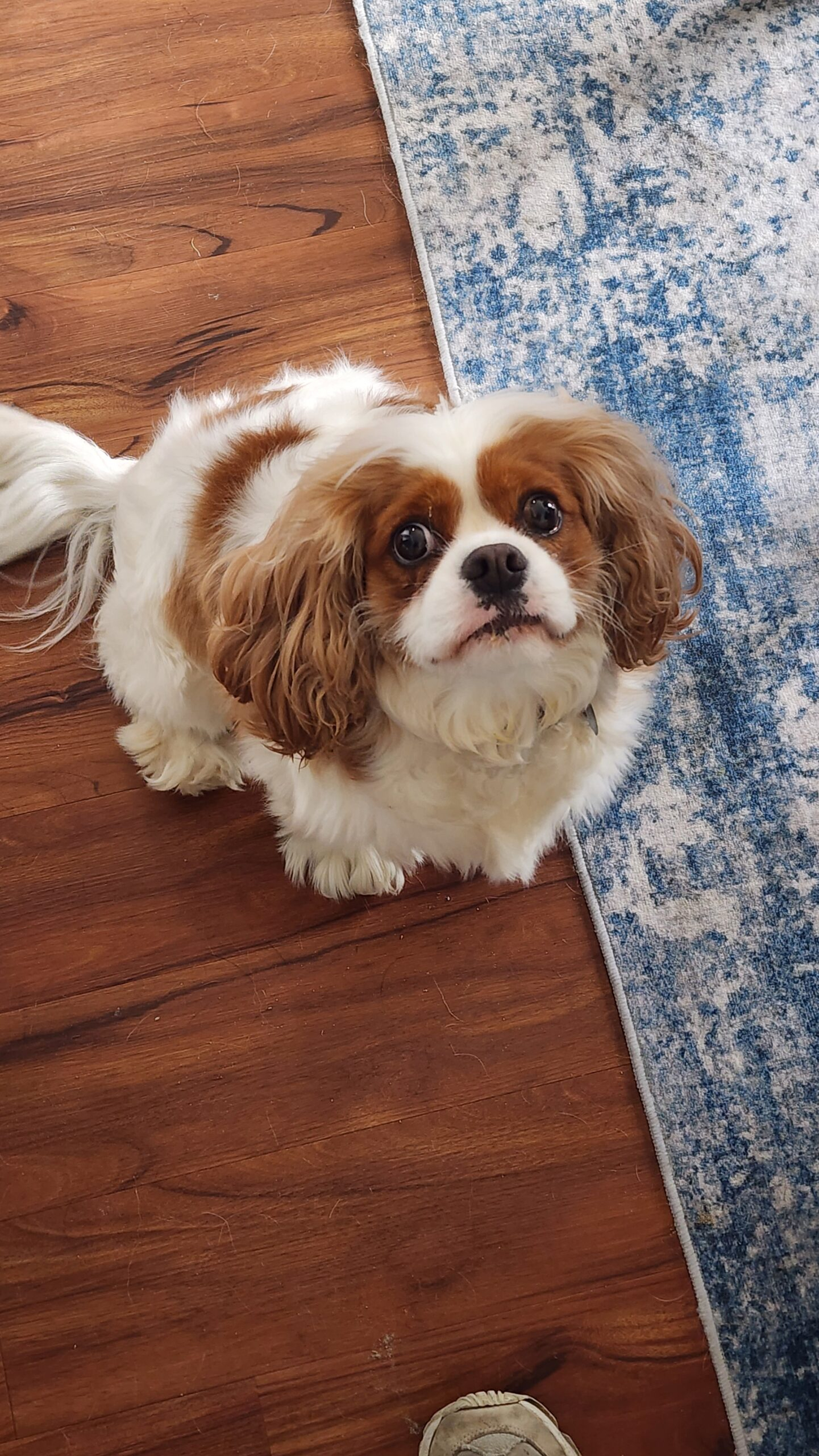 Dahlie, our Cavalier King Charles Spaniel