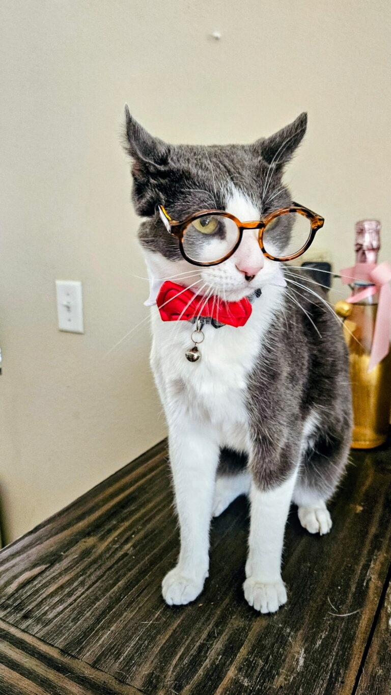 Gallardo, our gray and white American Curl cat, wearing glasses and a red bow tie
